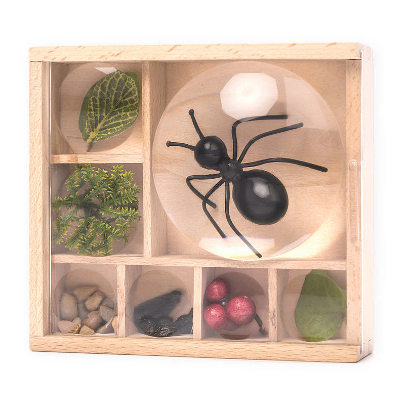Boîte à insectes avec lentilles grossissantes en bois de hêtre – Image 3